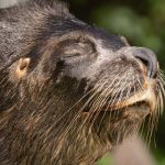 Ceska zoo smuti za uskatcom Hugom V jeho tele nasli hlavu babiky ktoru do bazena pravdepodobne vhodil navstevnik