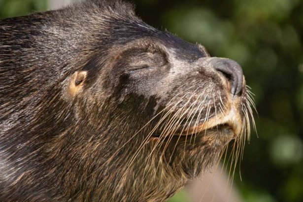 Ceska zoo smuti za uskatcom Hugom V jeho tele nasli hlavu babiky ktoru do bazena pravdepodobne vhodil navstevnik