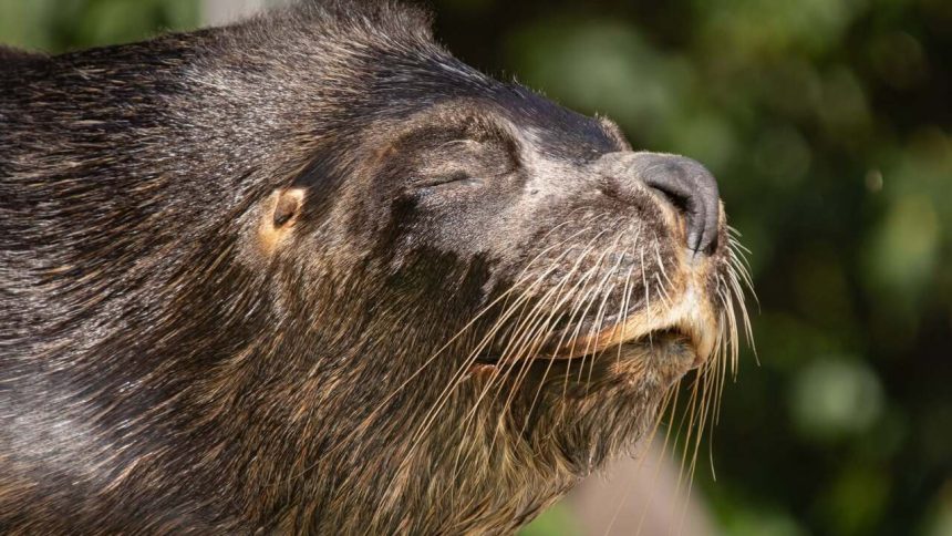 Ceska zoo smuti za uskatcom Hugom V jeho tele nasli hlavu babiky ktoru do bazena pravdepodobne vhodil navstevnik