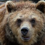 Clovek nie je pre medveda korist tvrdi dokumentarista seliem Pri stretnuti zoci voci je potrebe hovorit pokojnym hlasom rozhovor