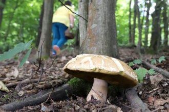 Mykolog Klimaticka zmena uz meni slovenske lesy Niektore huby mozu lokalne vymiznut inne sa presuvaju na sever rozhovor