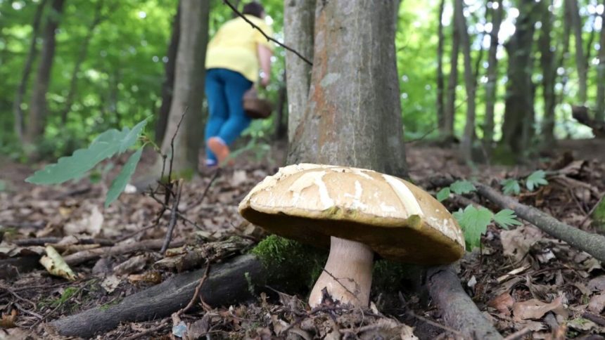 Mykolog Klimaticka zmena uz meni slovenske lesy Niektore huby mozu lokalne vymiznut inne sa presuvaju na sever rozhovor