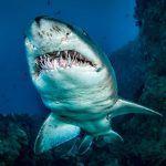 Pohltia takmer cokolvek od pneumatika televizorov az po kondomy Tento druh zraloka vladne oceanom ako nenasytni tank