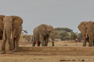Slony v africkej rezervacii zasahuje zahadna choroba Pred smrtou ochrnu a nedokazu sa postavit vedci nepoznaju pricinu