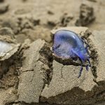 Ublizit vie az zo tridsiatich metrov Europske plaze zatvaraju pre nebezpecneho tvora ktory zranil uz tisice dovolenkarov