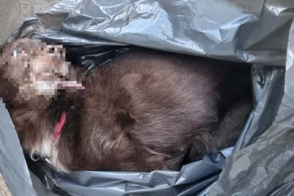Jazvečík uhynul v Podunajských Biskupiciach po odmietnutí párenia
