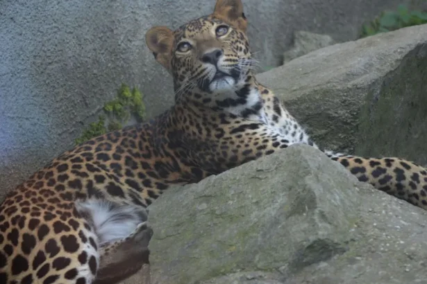 Leopard v holandskom safari parku vážne zranil ošetrovateľku