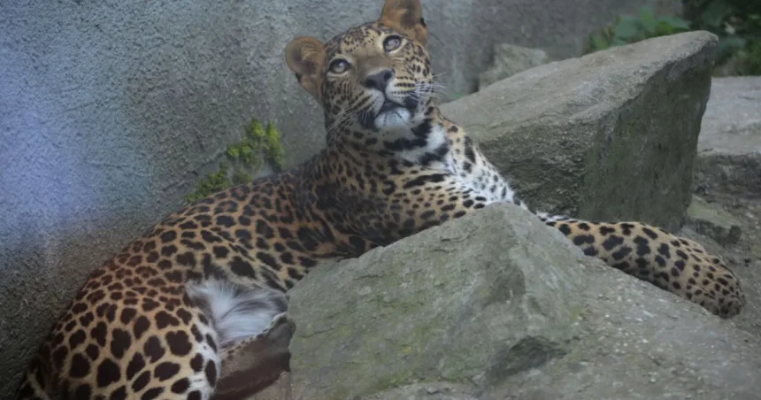 Leopard v holandskom safari parku vážne zranil ošetrovateľku