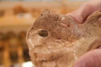 Neandertálec prežil zranenie tváre, zabila ho kopija