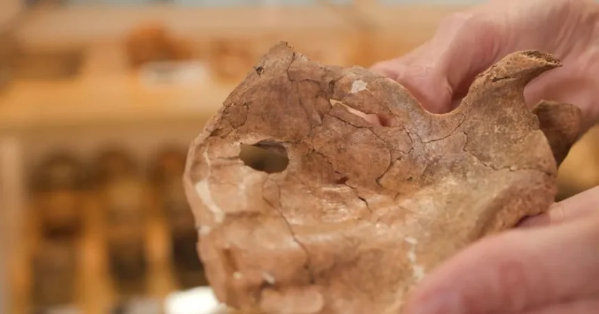 Neandertálec prežil zranenie tváre, zabila ho kopija