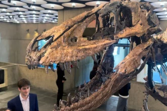 Roky ho považovali za mláďa T-rexa. Kostra Nanotyranna sa predala za 47 miliónov dolárov