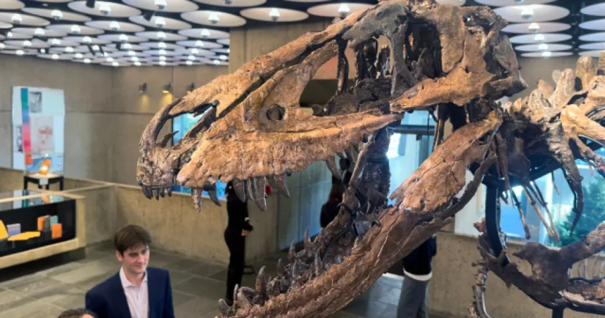 Roky ho považovali za mláďa T-rexa. Kostra Nanotyranna sa predala za 47 miliónov dolárov