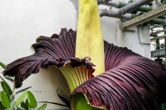 V Botanickej záhrade kvitne vzácny kvet, otváracie hodiny sa predlžujú