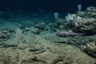 Vojna zanechala na dne oceánu nebezpečné dedičstvo. V unikajúcej rope je prekvapenie